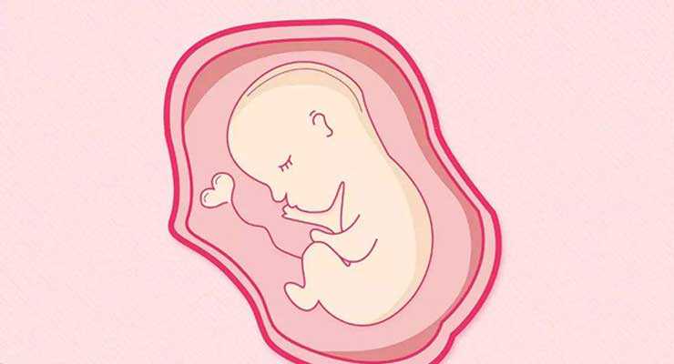 供卵三代试管多少钱，哈密姐妹试管婴儿养囊是什么意思？胚胎培养3天和5天的
